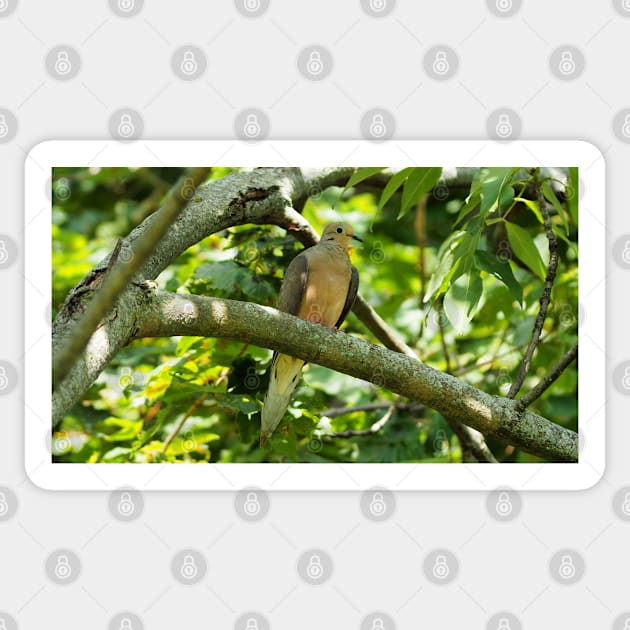 Mourning Dove Perched In a Tree Sticker by BackyardBirder